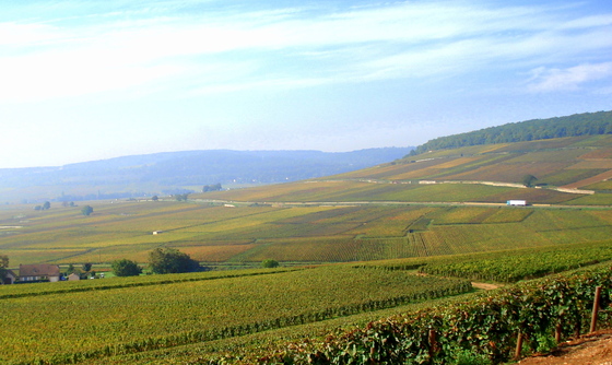 Vineyards of Corton.JPG